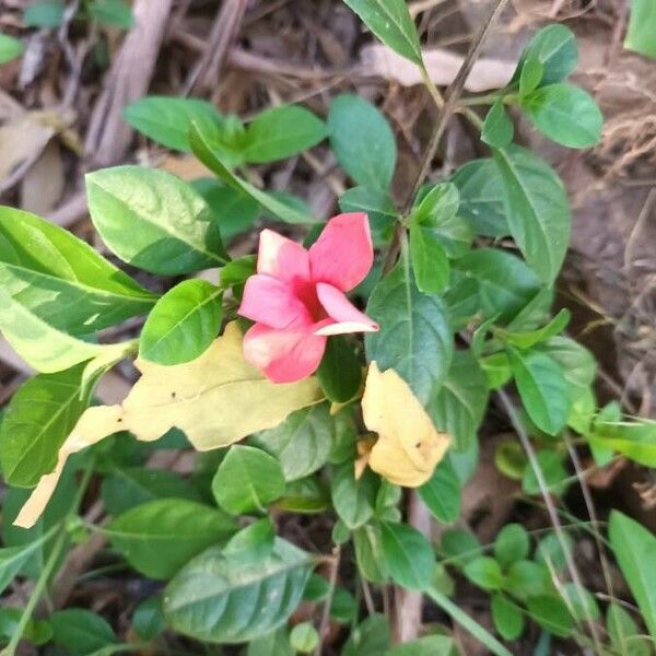 Barleria repens Blomma