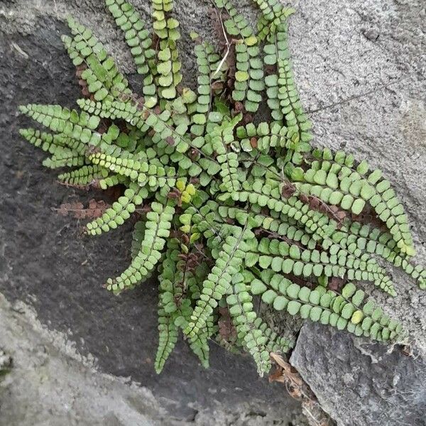 Asplenium trichomanes عادت داشتن