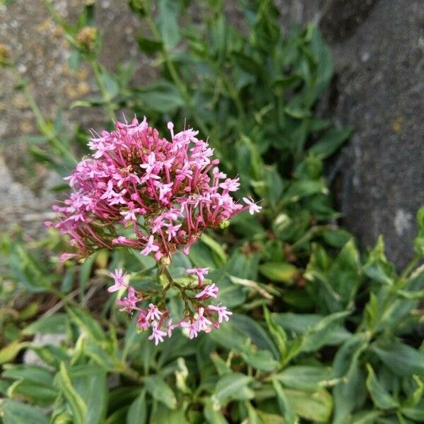 Centranthus lecoqii Flors