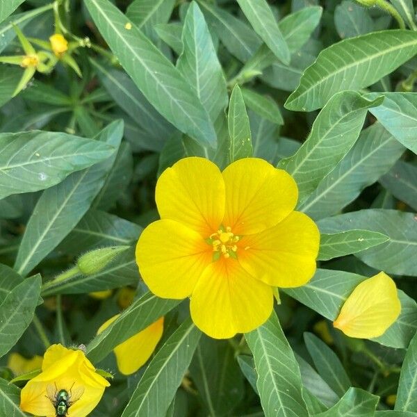 Ludwigia grandiflora Flor