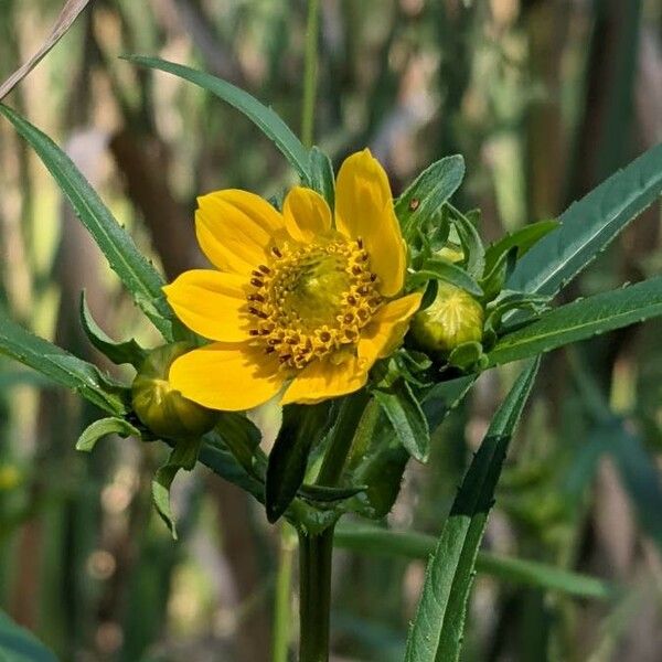 Bidens cernua Flower