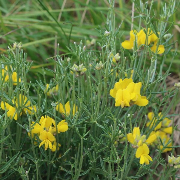 Genista radiata Flower