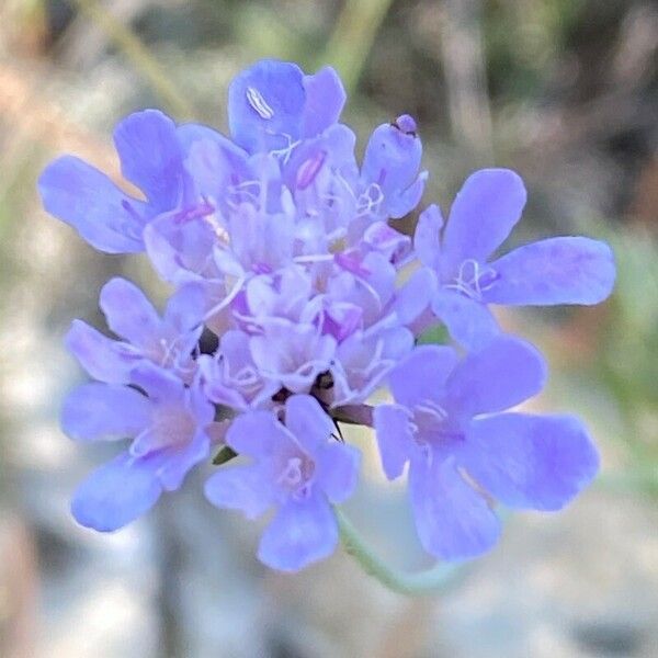 Scabiosa triandra फूल