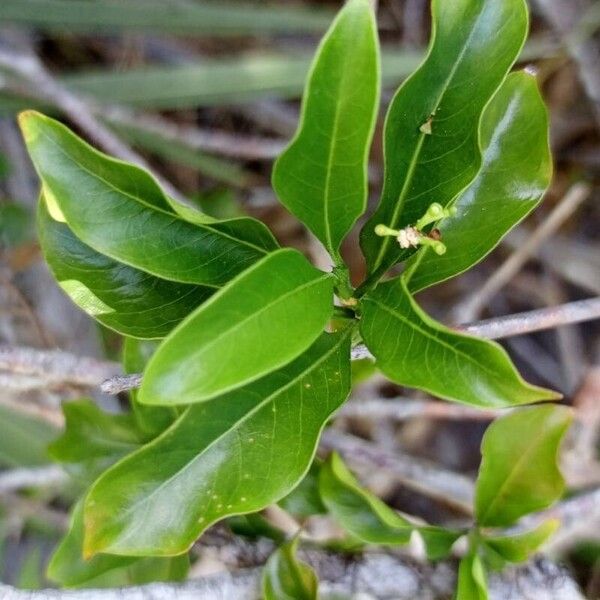 Coptosperma graveolens Lehti