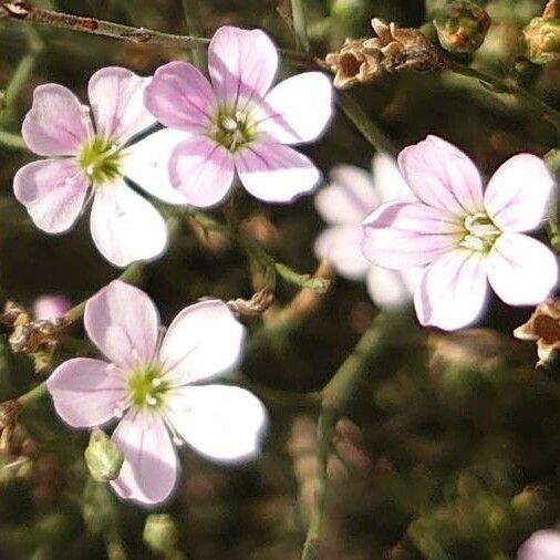 Petrorhagia saxifraga Flower