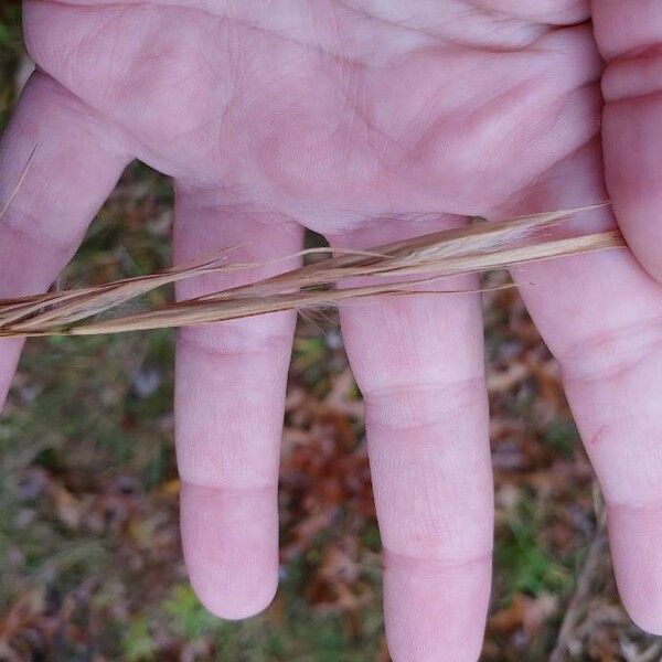 Andropogon virginicus Fruit