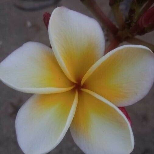 Plumeria rubra Other