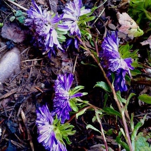 Callistephus chinensis Flower