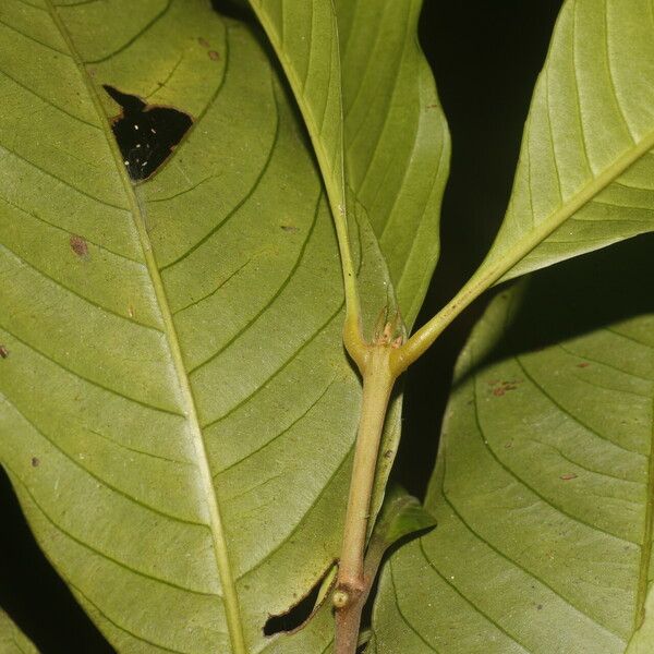 Quiina cruegeriana Leaf