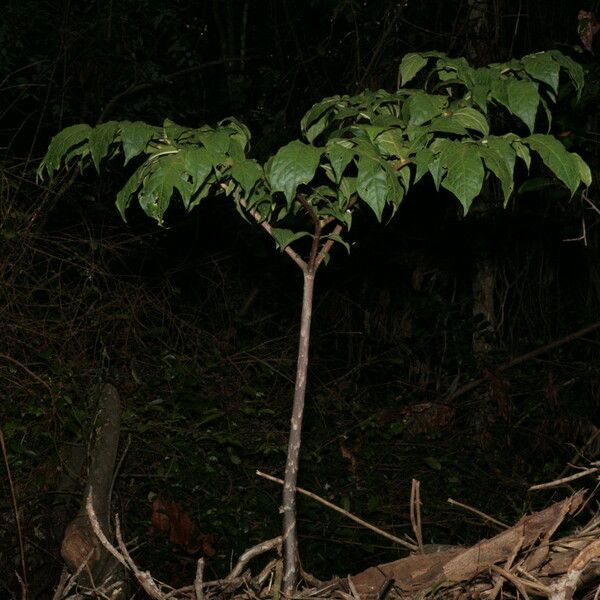 Dracontium polyphyllum Levél