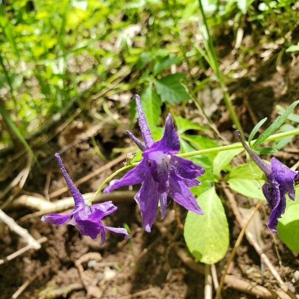 Delphinium tricorne ফুল