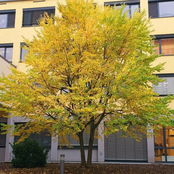 Cercidiphyllum japonicum Vivejo