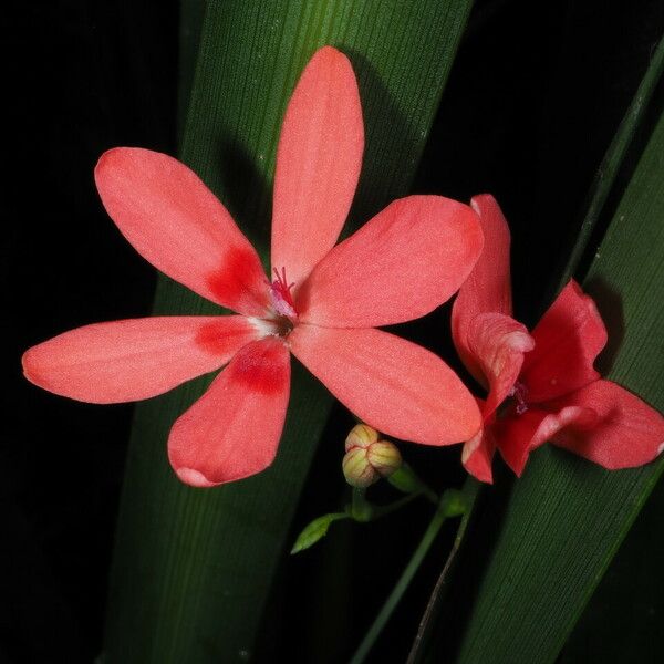 Freesia laxa Flower