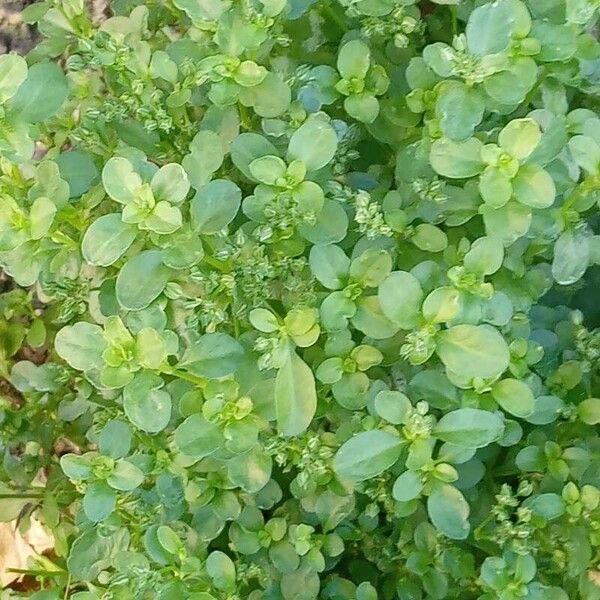 Polycarpon tetraphyllum Habit