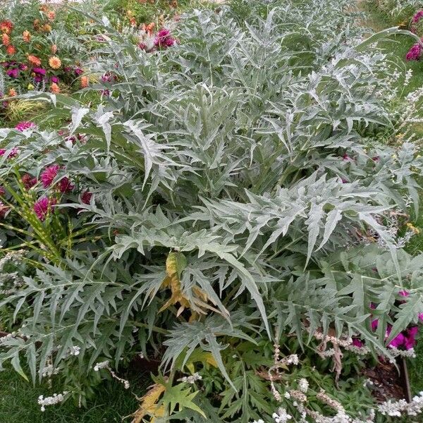 Cynara cardunculus Habitat