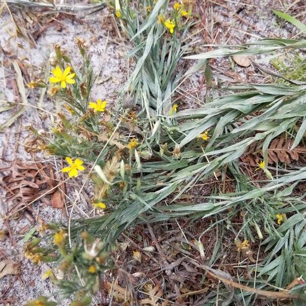 Pityopsis graminifolia Foglia