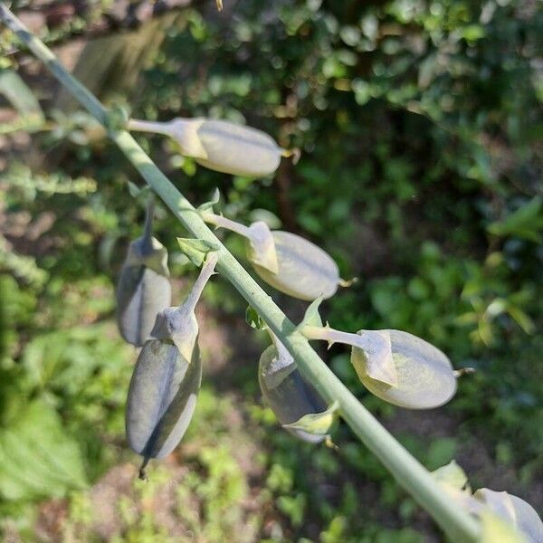 Crotalaria spectabilis Flor