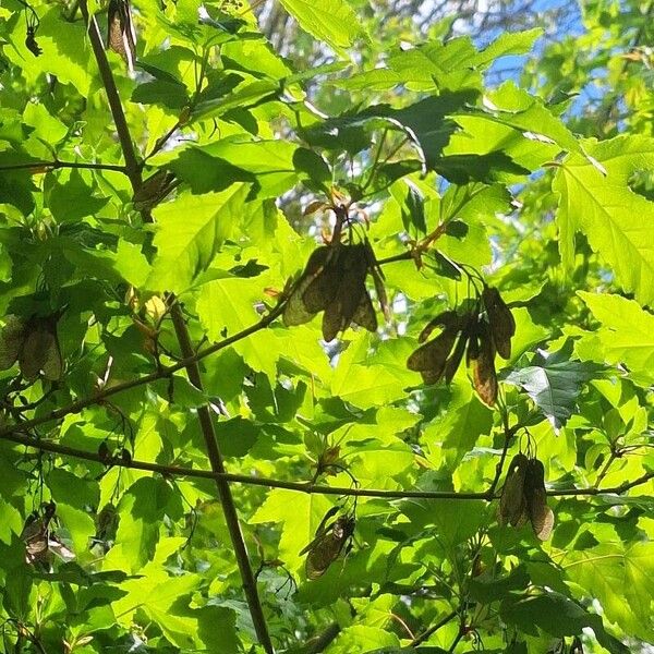 Acer tataricum Fulla