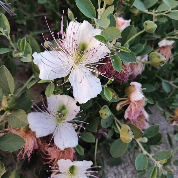 Capparis spinosa Flower