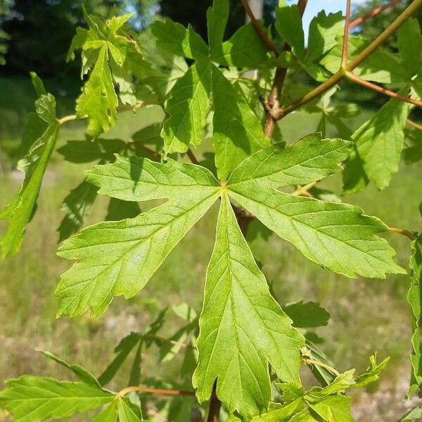 Acer heldreichii Liść