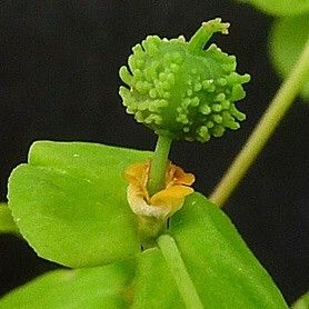 Euphorbia stricta Ffrwyth