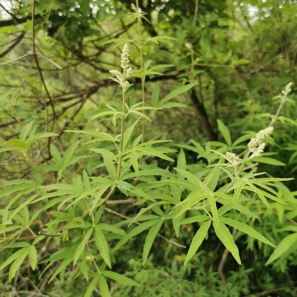 Vitex agnus-castus Leaf