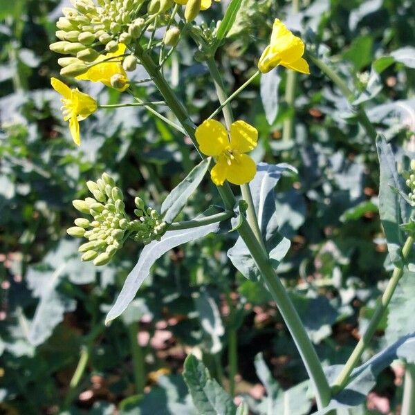 Brassica napus 花