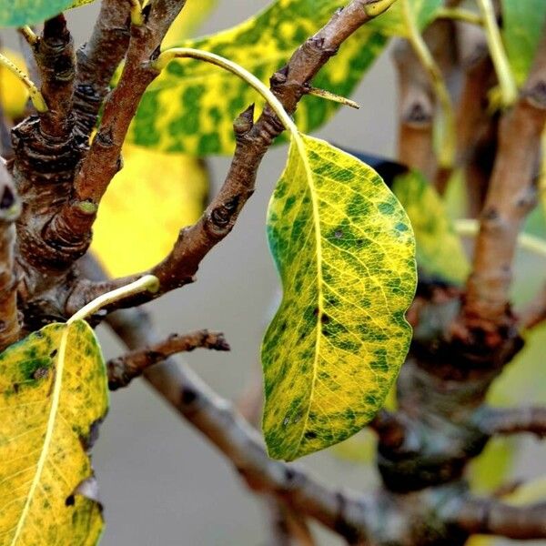 Pyrus spinosa Folha