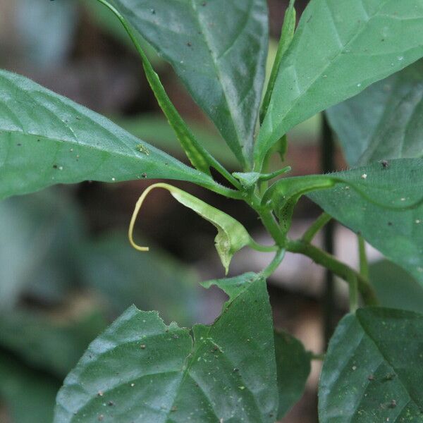 Dorstenia psilurus Flower