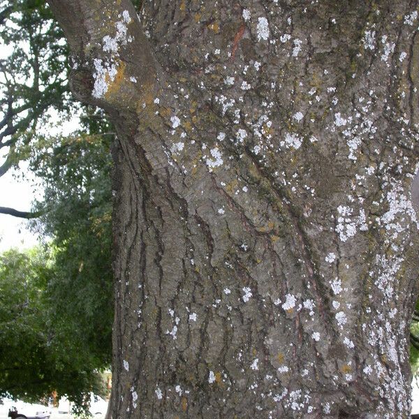 Nothofagus obliqua Φλοιός