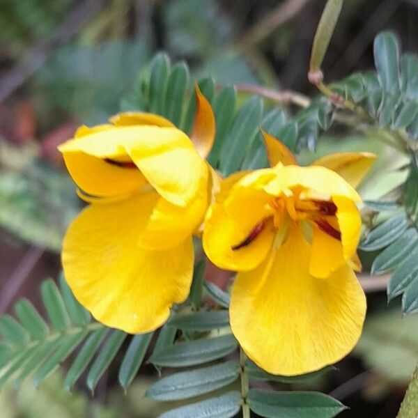 Chamaecrista fasciculata Fleur