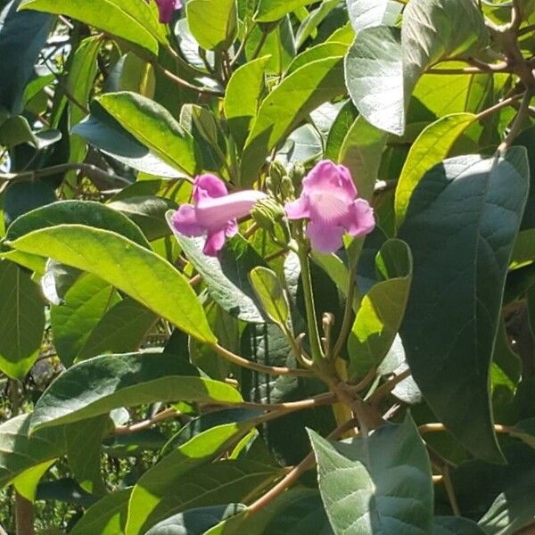 Delostoma integrifolium Flower