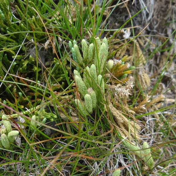 Lycopodium alpinum Blatt