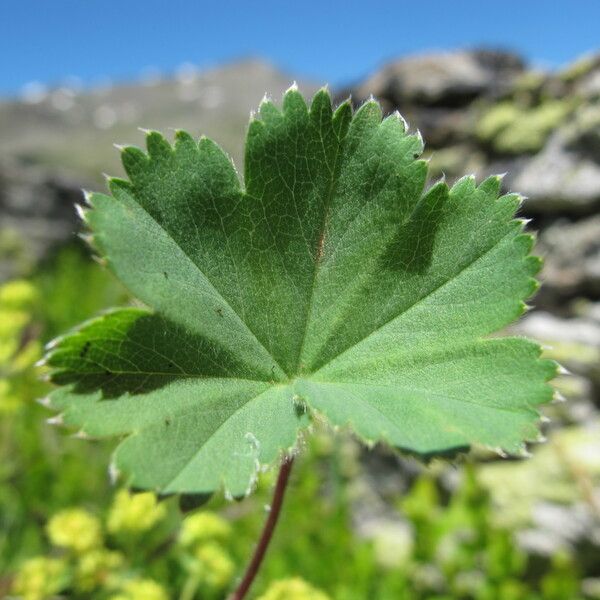 Alchemilla flabellata অন্যান্য