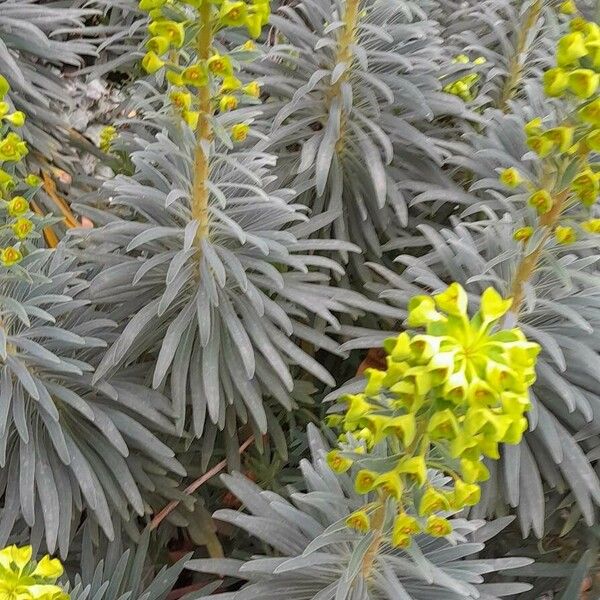 Euphorbia characias Συνήθη χαρακτηριστικά