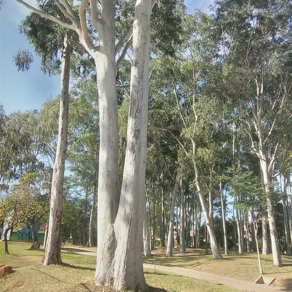 Corymbia citriodora 樹皮