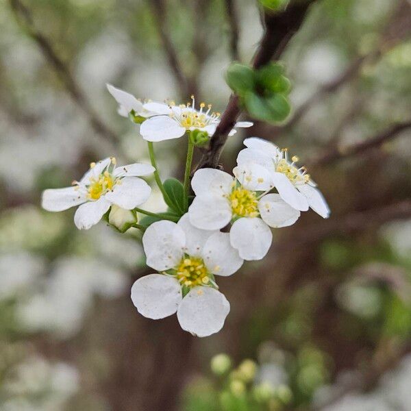 Spiraea hypericifolia Blüte