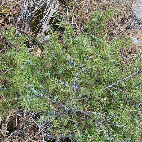 Juniperus communis आदत