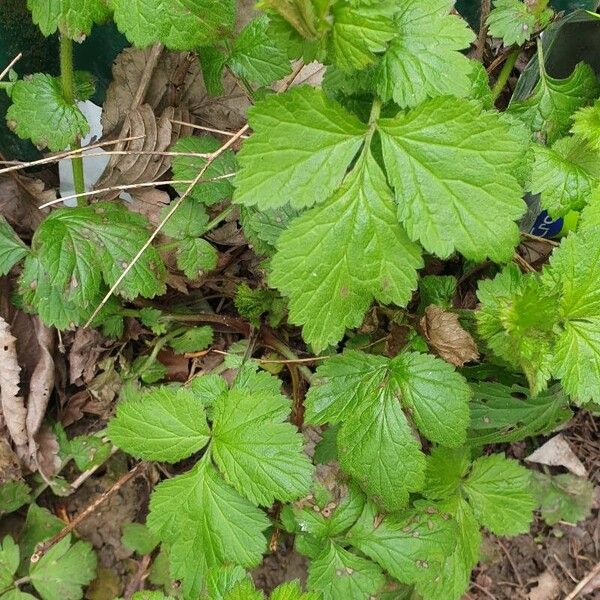 Geum macrophyllum पत्ता