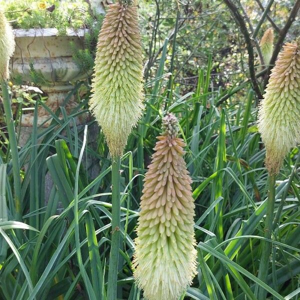 Kniphofia uvaria Цвят