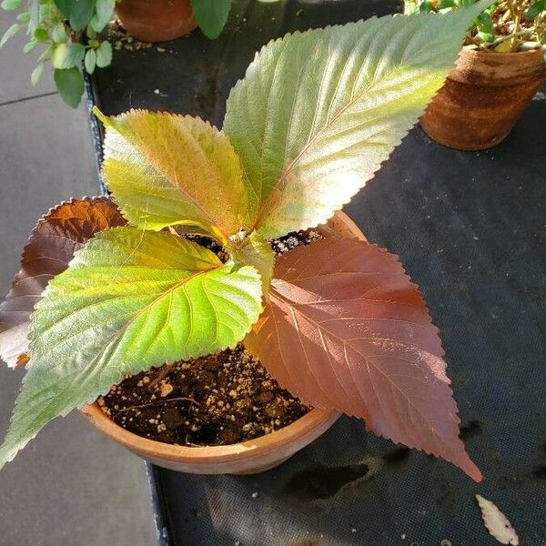 Acalypha wilkesiana 形态