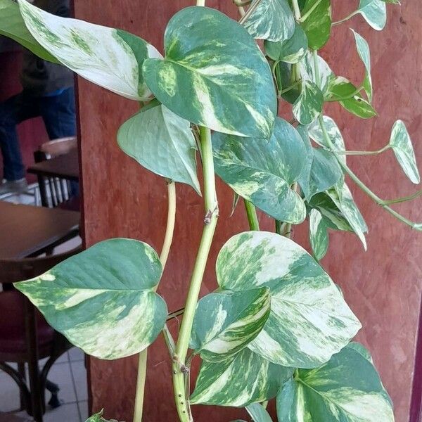 Epipremnum aureum Характер