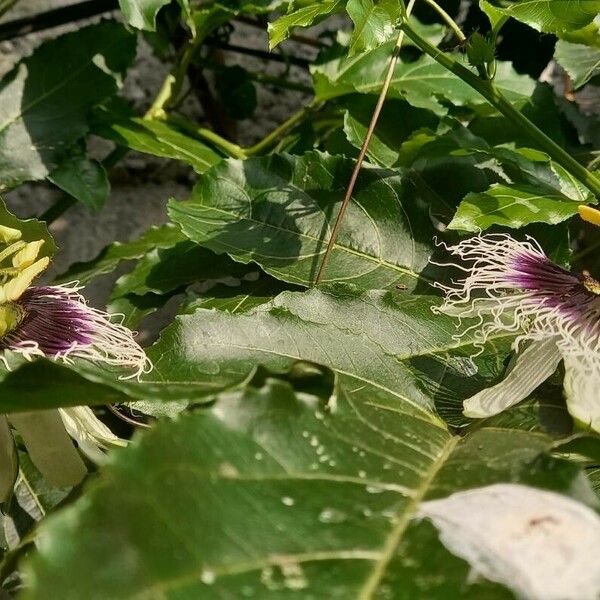 Passiflora foetida Blüte