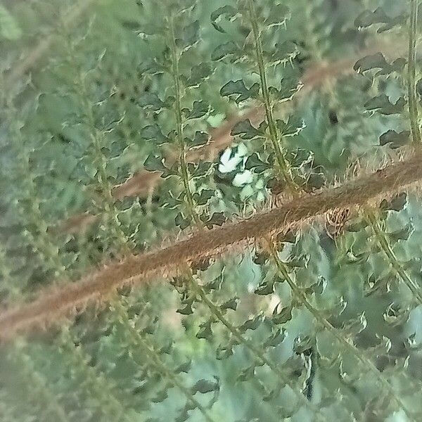 Polystichum braunii Blad