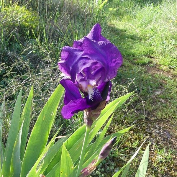 Iris lutescens ফুল