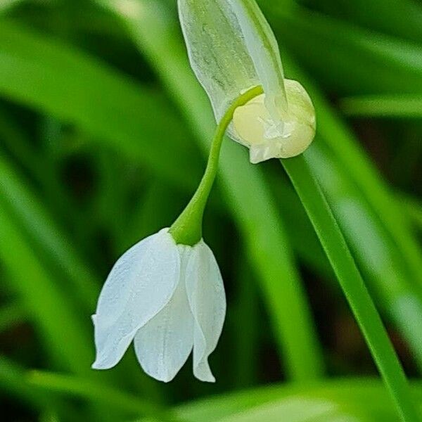 Allium paradoxum Flower