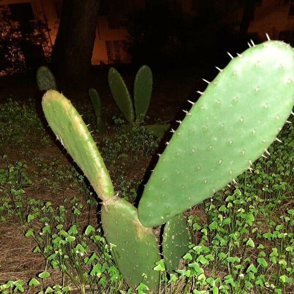 Opuntia ficus-indica Blad