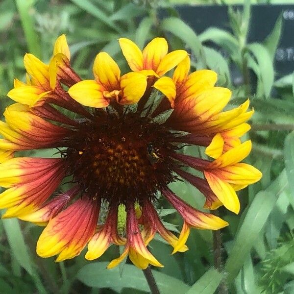 Gaillardia aristata Квітка