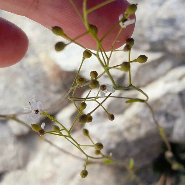 Kernera saxatilis Плід