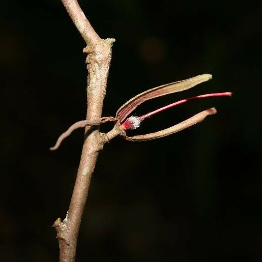 Ryania speciosa Flower